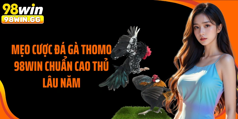 Mẹo cược đá gà Thomo 98WIN chuẩn cao thủ lâu năm